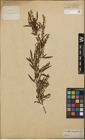 Foto von Salix humboldtiana Willd.